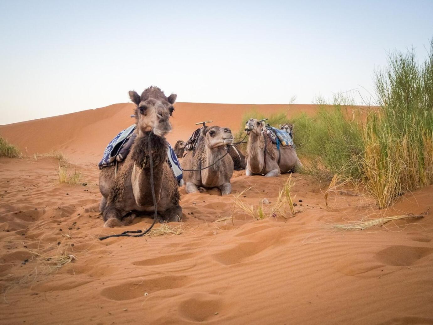 Aladdin Merzouga Camp 外观 照片